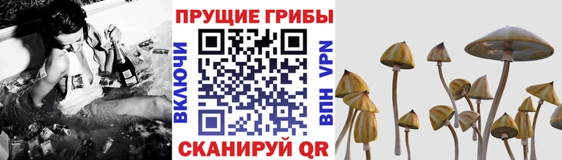 Псилоцибиновые грибы Psilocybe  Порхов 